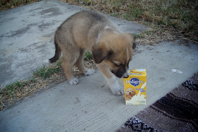 MX Perro Milk